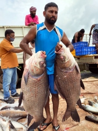 1.5 tonne of freshwater fish harvested at Chapoli, activities on at 4 other locations