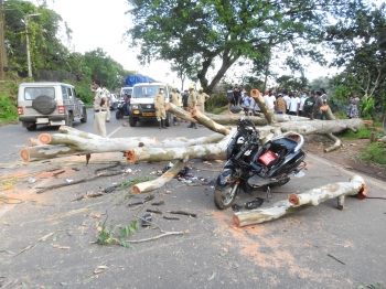 Tree cutting along NH66 claims Nuvem youth's life