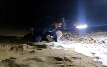Abused by shack owners, Goan researcher Sarita strives to protect sea turtles in State