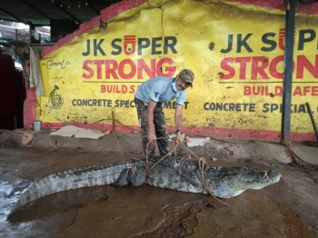 Nine-ft crocodile, exhausted and hurt, rescued at Bicholim