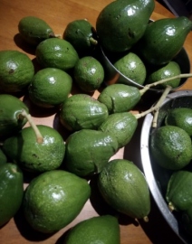 Avocado cultivation gets boost in State