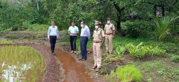 Paddy cultivation destroyed in heavy rains in Canacona