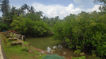 Conserve our mangroves!
