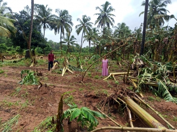 130 ha damaged in Pernem, Rs30 lakh in losses: ZAO