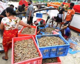 New season nets sizeable catch of solar shrimps, but fishermen say let’s wait and see what’s ahead