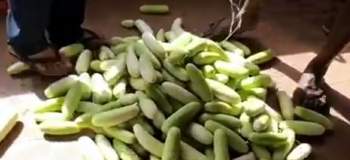 Kavlekar to probe rejected ‘oversized’ cucumbers of Sanguem cultivators
