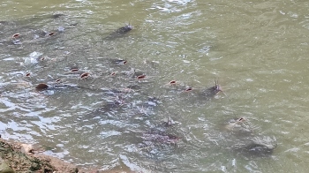 Fresh water fish ‘Tigur’, foul odour again brings to fore sewage water flowing into Comba nullah