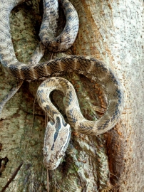 Deforestation forces snakes to seek refuge in homes, streets: Singh