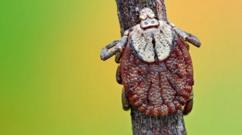 Scrub typhus: The mystery infection detected in India