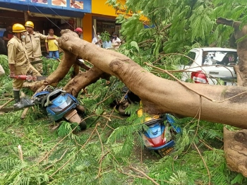 Tree collapses in Vasco market; 8 vehicles damaged, no casualties