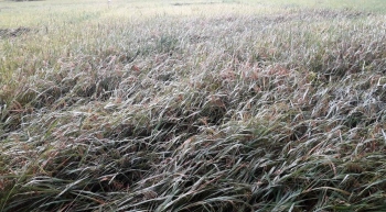 With incessant rain, harvesting season looming; farmers keep fingers crossed