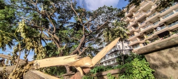 Branches of 2 trees chopped for sea view in Caranzalem: Activis