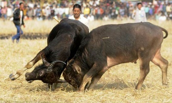 Dhirios under scanner: Dedicated bull catchers to rein in bull fights