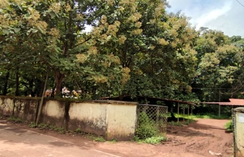 Protest in Chimbel to save 31 trees on Provedoria property today