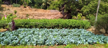Push to get farmers to go ‘Vocal for Local’ veggies
