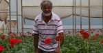Garberas in the red