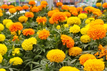 Cultivation of marigold flowers picks up pace