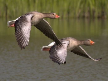 Climate change & human pressure mean migration may not be worth it for animals