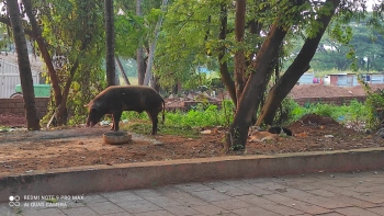 Wild boar spotted near Aivao dump
