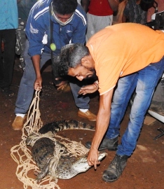 Crocodile strays into Khareband area, rescued