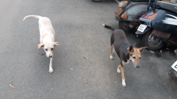 MMC apathy leaves stray dogs control programme in the lurch