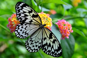 Malabar Tree Nymph is Goa’s State butterfly