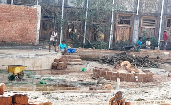 Shocking! Decades-old mango tree goes missing at Lohia Maidan