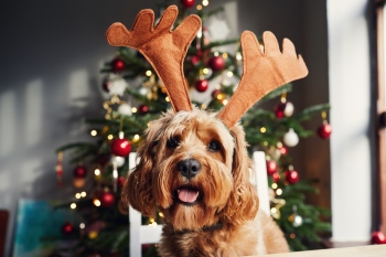 How Christmas can be hazardous for pets