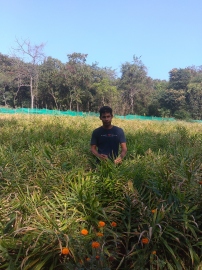 State's 1st ginger farmer reaps 10,000 kg harvest