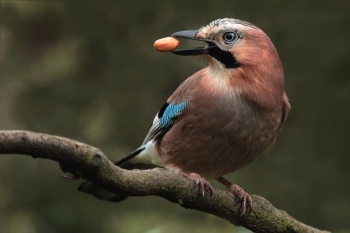 Plants could have trouble adapting to climate change due to fewer animals