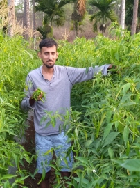 Taking GI tagged Khola mirchi crop from Canacona to Dharbandora