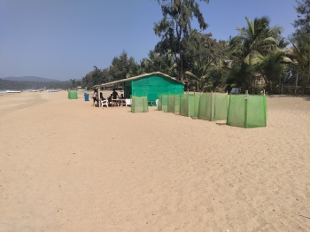 It's raining Olive Ridley eggs on Canacona beaches