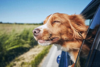 Five tips to consider before getting a canine companion