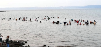 Clams make comeback at Vareg Island off Chicalim