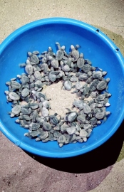 88 Olive Ridley hatchlings let out into sea at Agonda