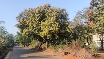 Higher cashew and mango yield likely in Sattari