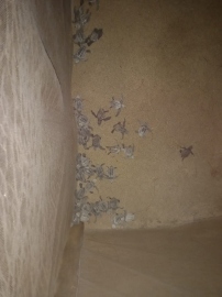 54 Galgibaga Olive Ridleys return to sea