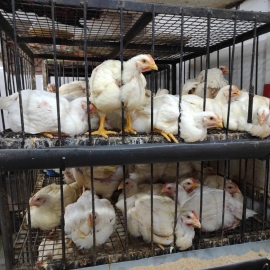 Chicken dearer and beyond reach of common man