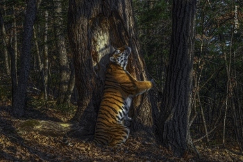 Significance of conserving our flora and fauna today