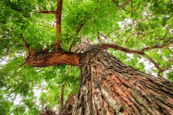 Bark of Neem tree may help treat, reduce coronavirus spread: Study