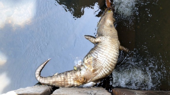 3rd crocodile found dead in Kasarvarne river