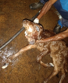 Calf with two heads born at Maina-Curtorim farm