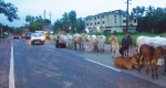Cowed down on NH 17