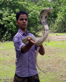 12-foot King Cobra rescued in Sattari