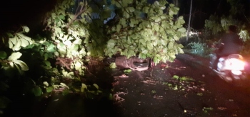 Heavy rains lash Salcete; trees uproot, rider escapes