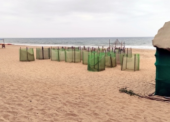 Olive Ridley turtle nesting pits increase in Canacona