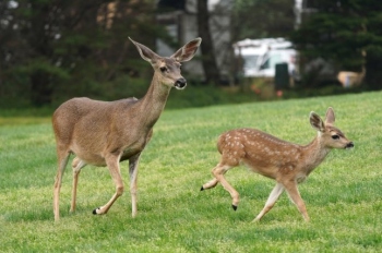 Spread of Covid-19 to animals raises concern of mutations