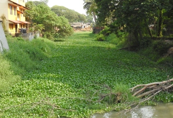 WEED-ACHE RETURNS TO SAL WATERS