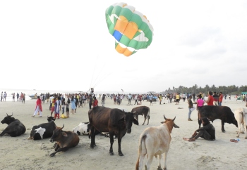 No relief for Colva beach from stray dogs, cattle & hawkers; will the new tourism minister take note?