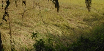 Standing paddy crop destroyed in Curtorim